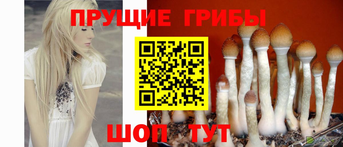 Галлюциногенные грибы Magic Shrooms  Вход с VPN  Гулькевичи  Псилоцибиновые грибы Cubensis 